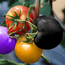 Rainbow Tomato Solanum lycopersicum seeds for garden planting